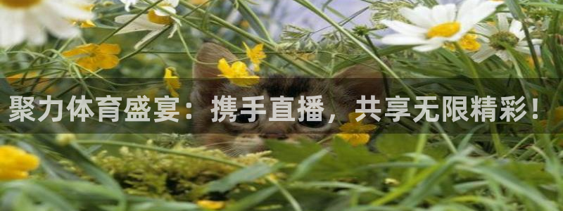 聚力体育盛宴：携手直播，共享无限精彩！