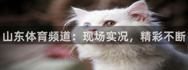 山东体育频道：现场实况，精彩不断